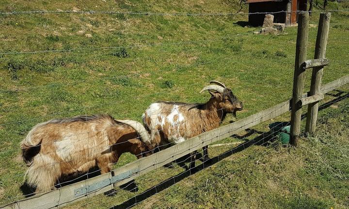 Gasthof & Metzgerei Goldener Lowe